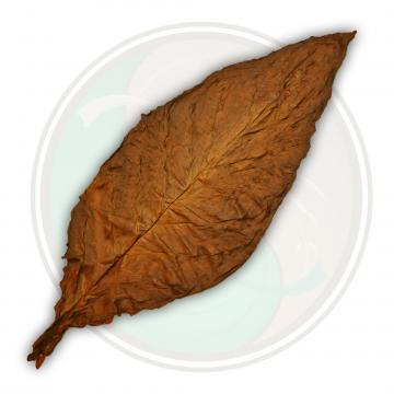 QB Reg Fronto Leaf