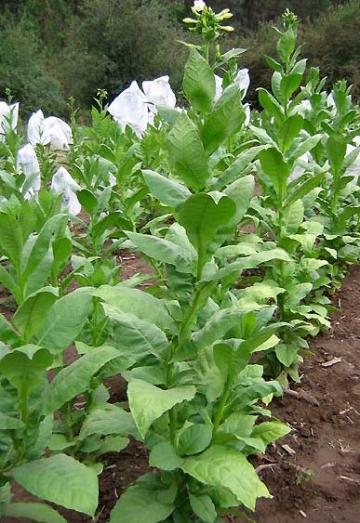 Tobacco Seeds - Basma Turkish Oriental