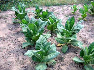 Tabac Culture Biologique Make the Best Cigar Tobacco Havana 5000 Seeds & 