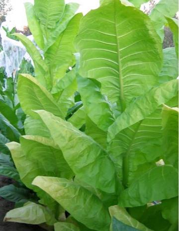 Tobacco Seeds - Burley