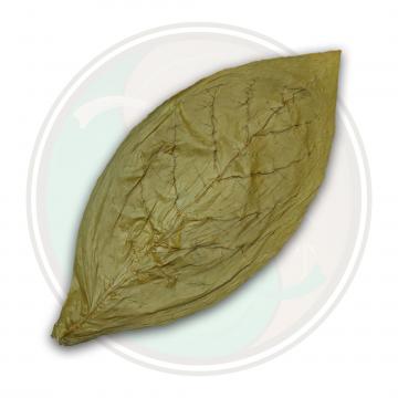 Candela Cigar Wrapper Tobacco Leaf