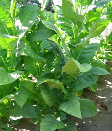 Tobacco Seeds - Cuban Criollo