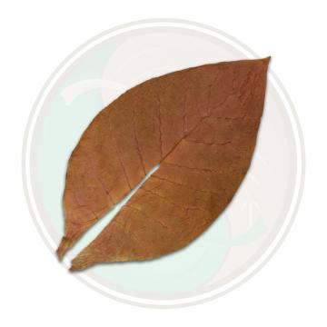 Ecuadorian Habano Seco Cigar Filler Tobacco Leaf Only