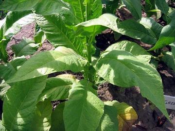 1006 Cigar Tobacco Seed  Nicotina Hiltonia  Fresh 2019 Crop 