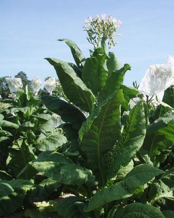 Tobacco Seeds - Virginia Gold