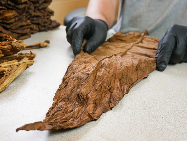 Fronto Leaf