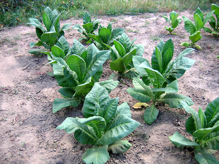 Virginia Bright Leaf Tobacco